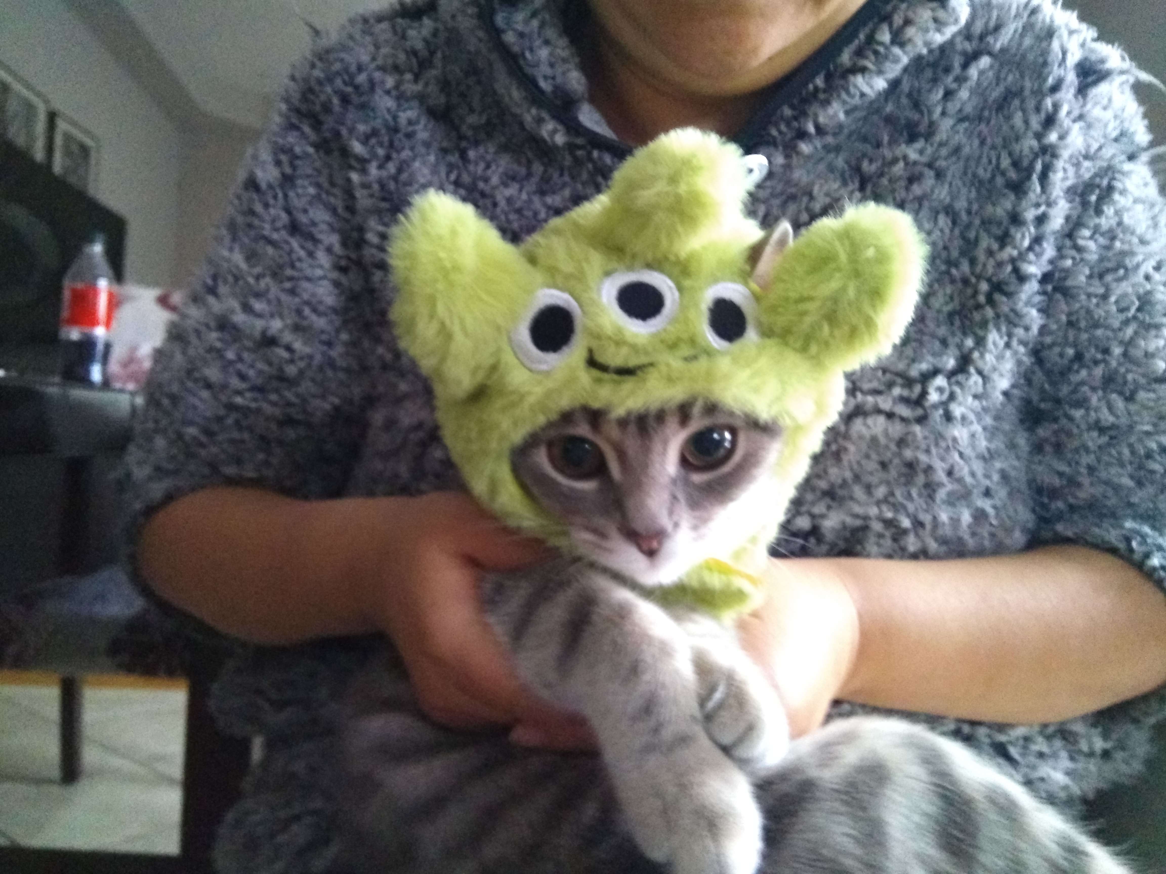 A grey cat wearing an alien hat